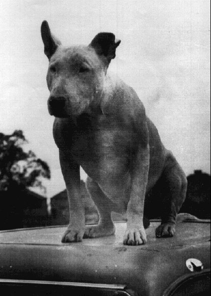 pooch1